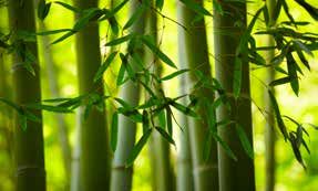 Bambus Natur